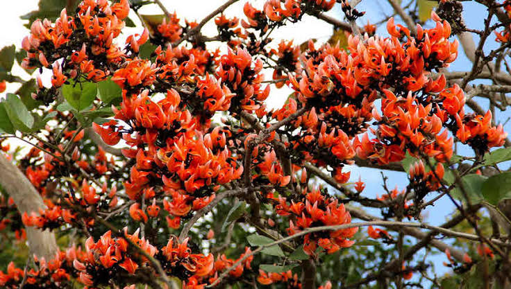 झारखंड के सीएम के पैतृक गांव में खेली जाती है प्राकृतिक होली, फूलों से बनाया जाता है रंग