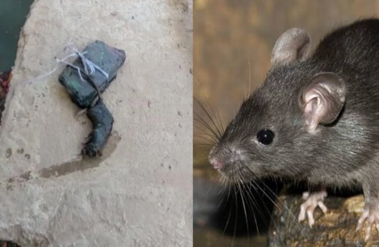 बदायू: चूहे की हत्या के मामले में युवक को किया गया गिरफ्तार, मृत चूहे को पोस्टमॉर्टम कराया गया, 7 दिन में आएगी रिपोर्ट