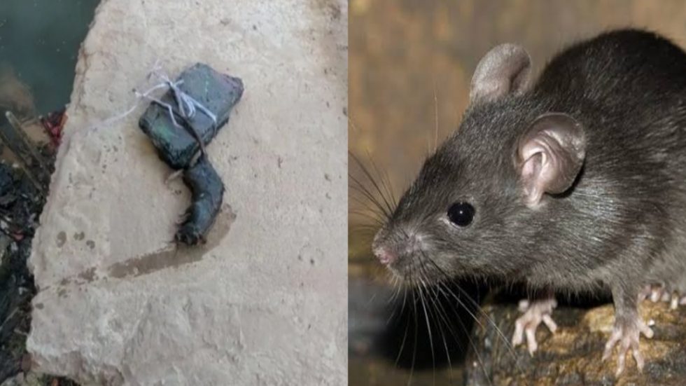 बदायू: चूहे की हत्या के मामले में युवक को किया गया गिरफ्तार, मृत चूहे को पोस्टमॉर्टम कराया गया, 7 दिन में आएगी रिपोर्ट - Big Bharat-Hindi News
